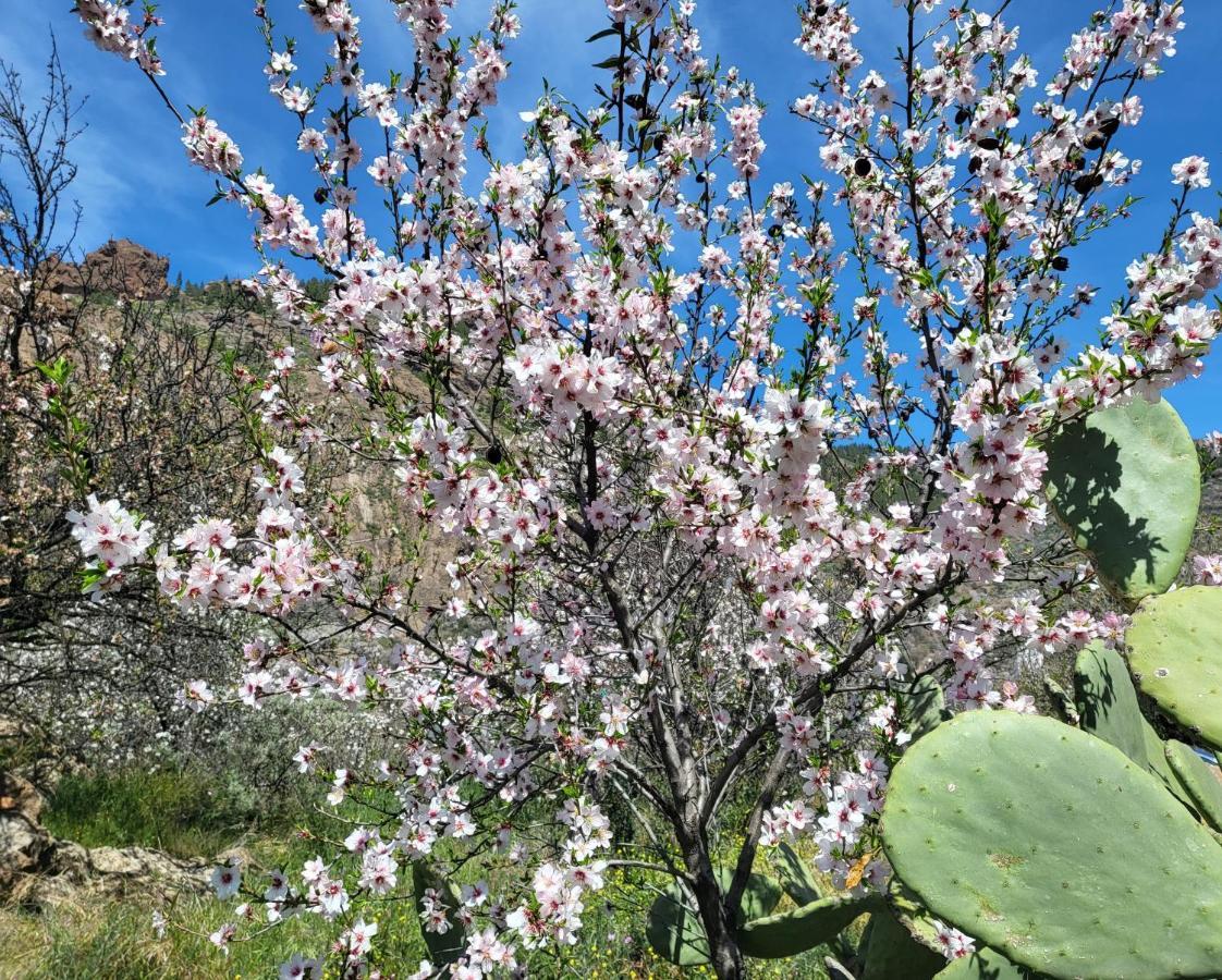 Casa Rural Los Pinares El Juncal De Tejeda Ngoại thất bức ảnh